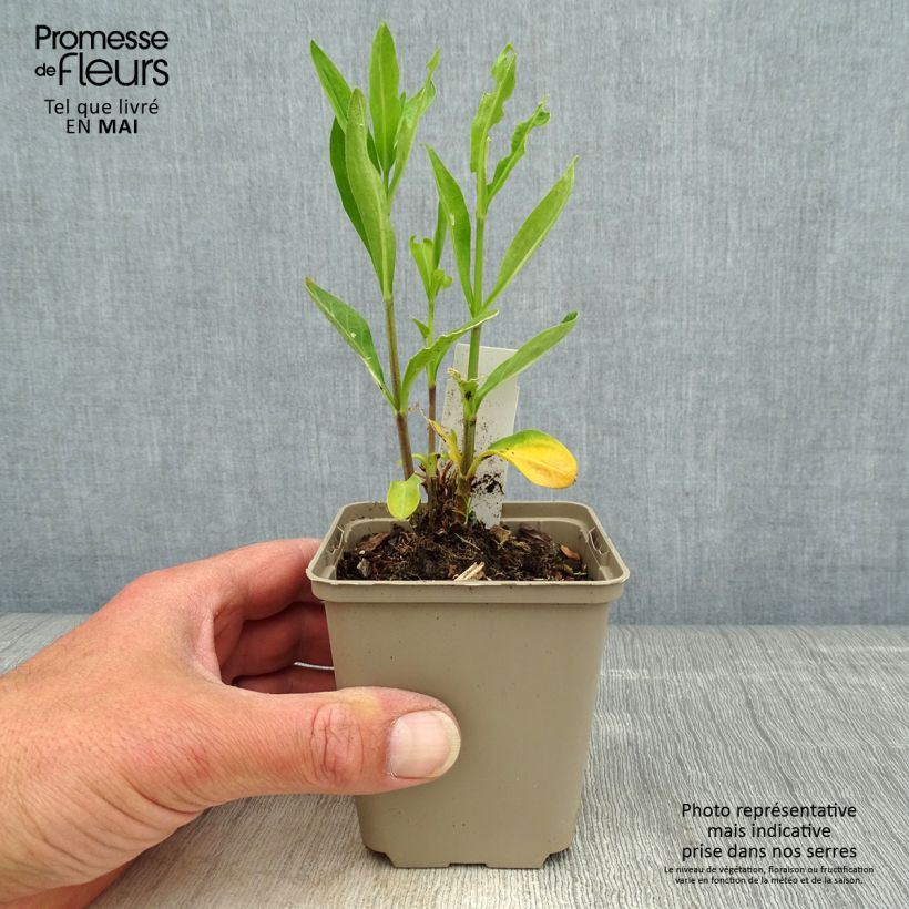 Example of Silene regia - Silène royal Godet de 8/9 cm as you get in printemps