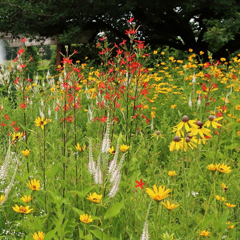 Silene regia - Silène royal (Plant habit)