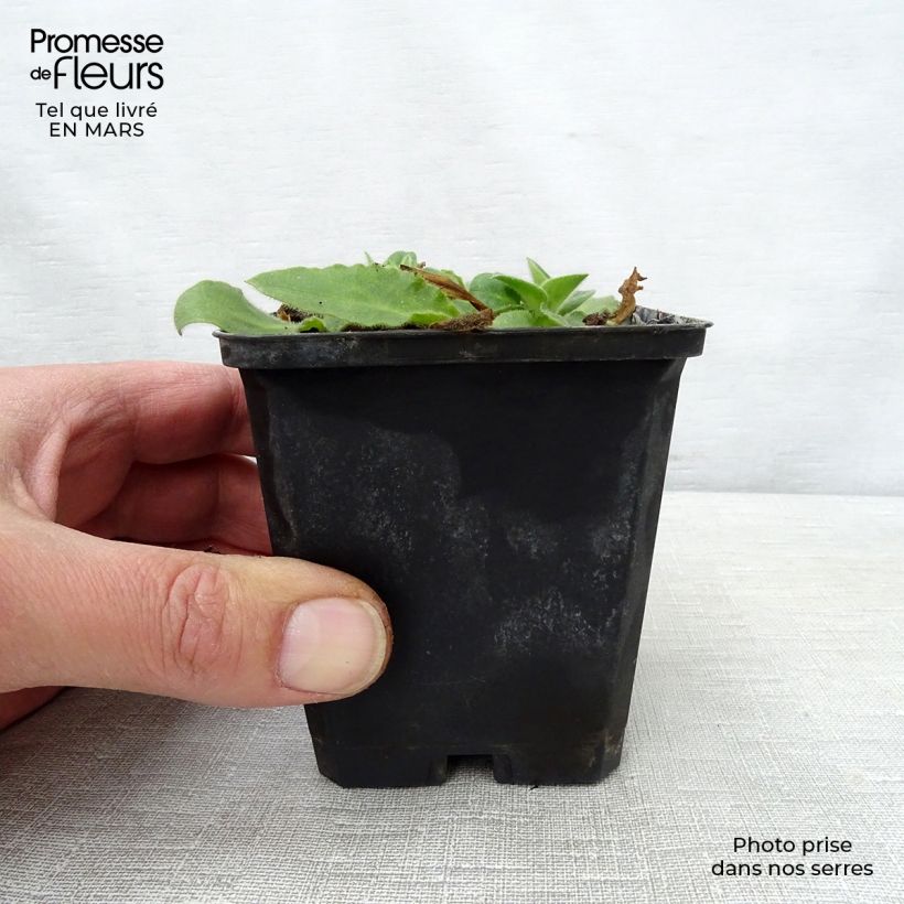 Spécimen de Silène rub. Rollies Favorite - Silene robotii Godet de 7/8 cm tel que livré au printemps