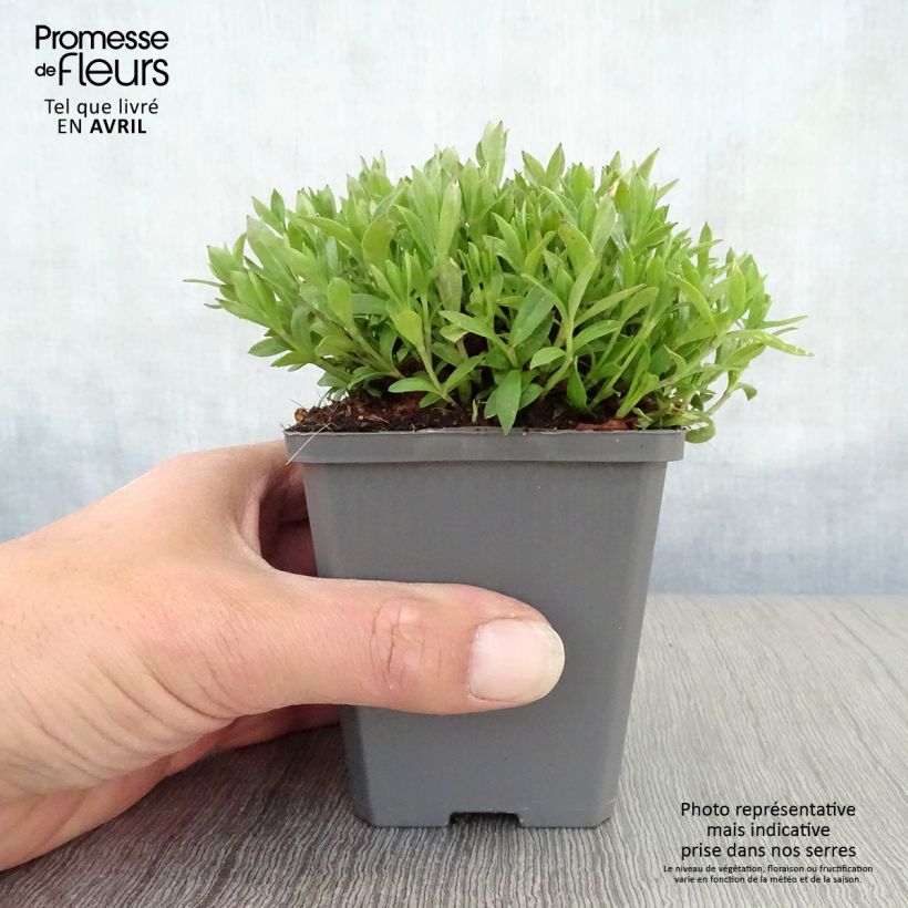 Example of Silène schafta Godet de 8/9 cm as you get in printemps