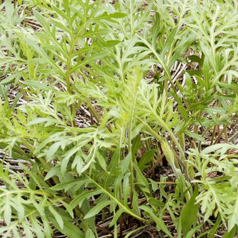 Silphium laciniatum - Plante boussole (Foliage)