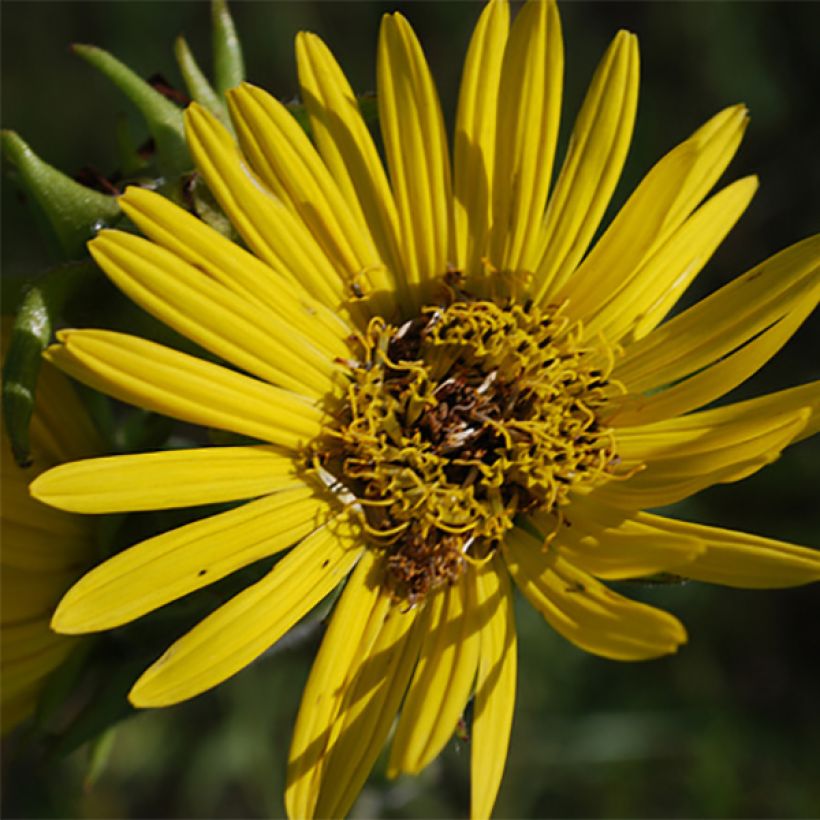 Silphium laciniatum - Plante boussole (Flowering)