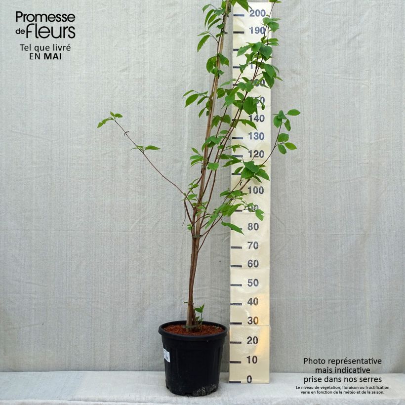 Spécimen de Sinojackia xylocarpa - Jaquier de Chine Pot de 6L/7L tel que livré au printemps