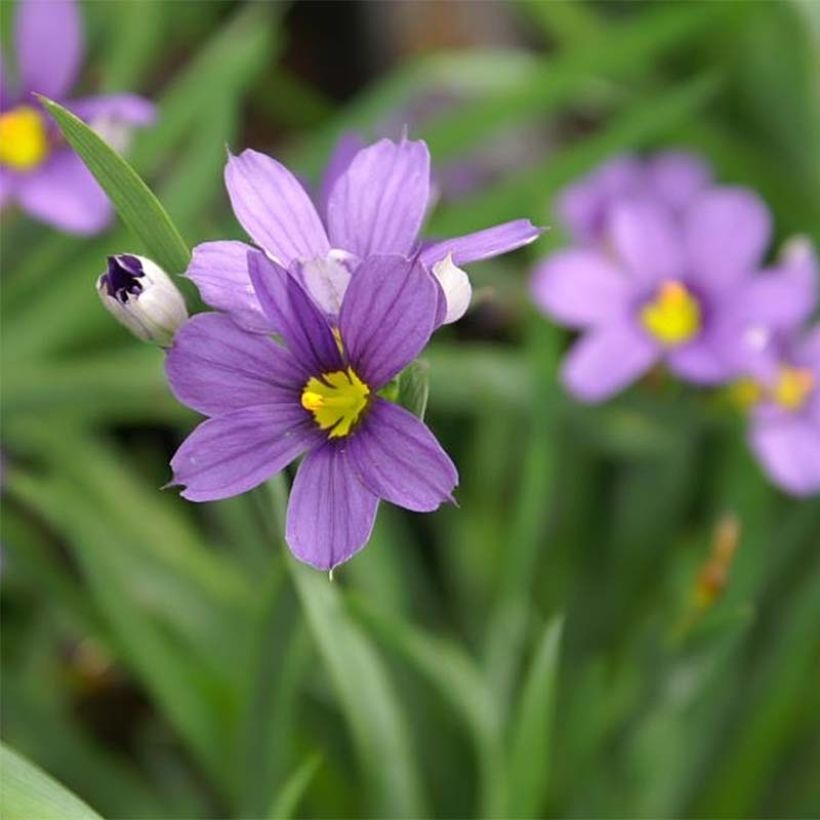 Sisyrinchium Lucerne - Bermudienne hybride (Flowering)