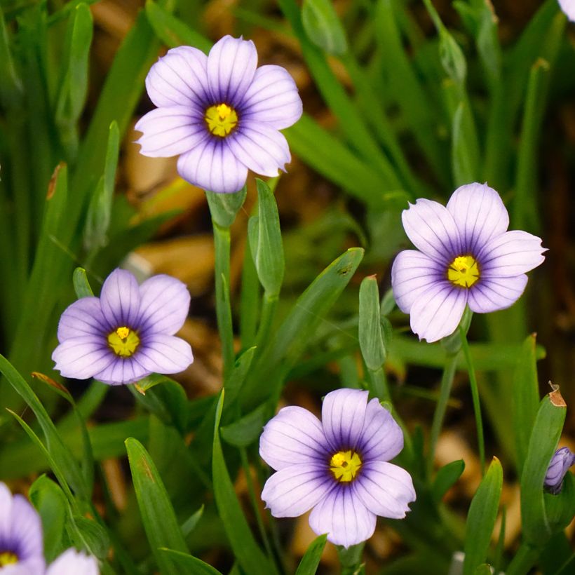 Sisyrinchium angustifolium Devon Skies (Floraison)