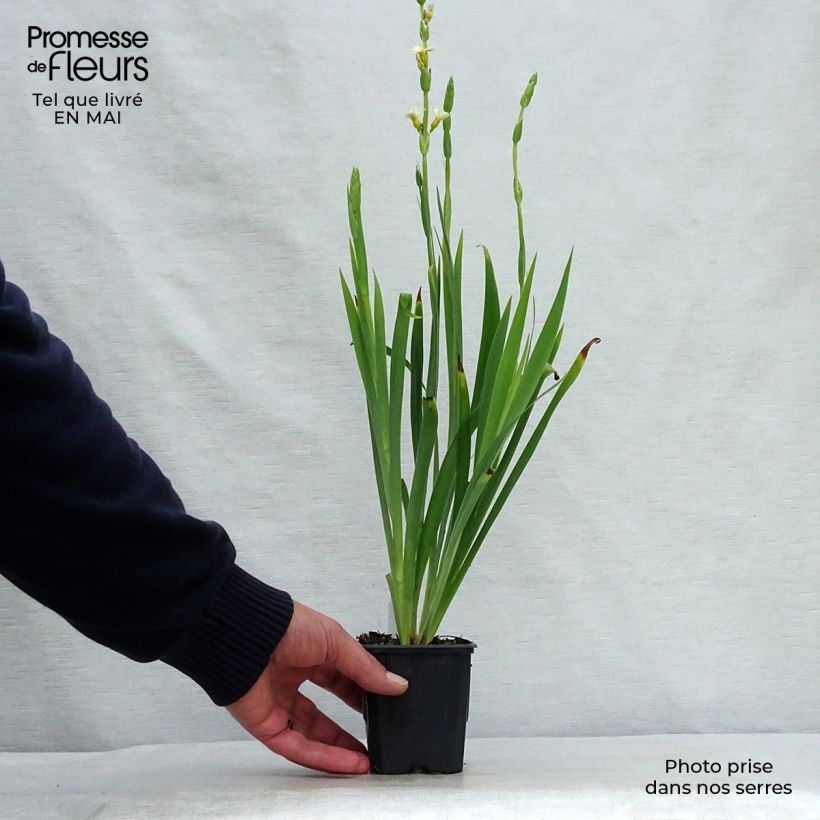 Example of Sisyrinchium striatum Godet de 8/9 cm as you get in printemps