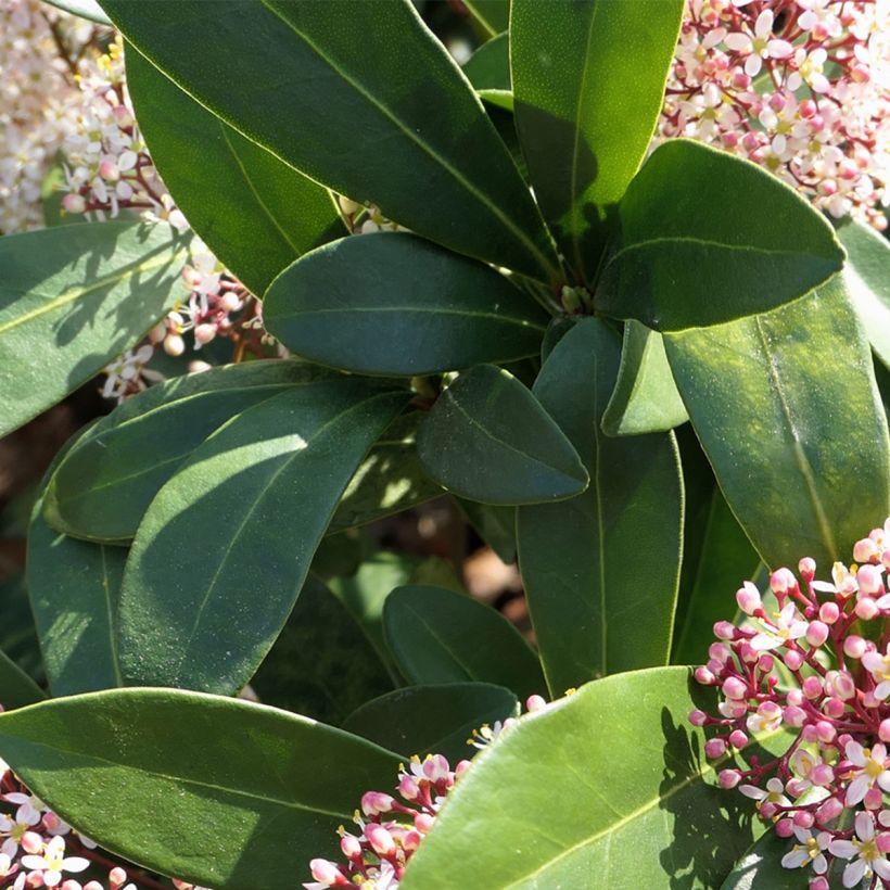 Skimmia japonica Godrie's Dwarf - Skimmia du Japon nain (Foliage)