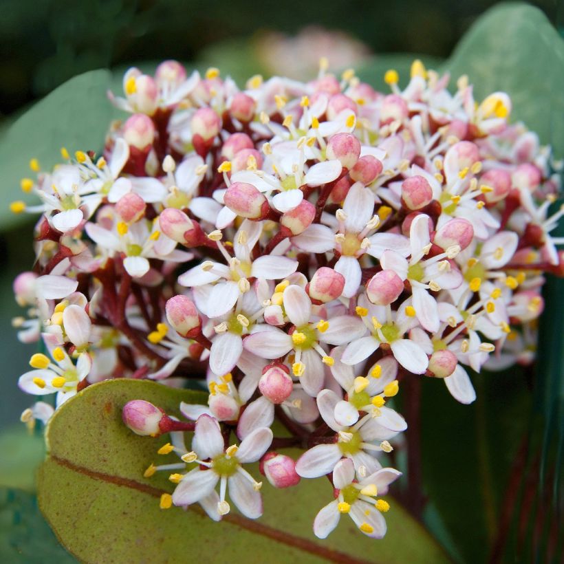Skimmia japonica Godrie's Dwarf - Skimmia du Japon nain (Flowering)