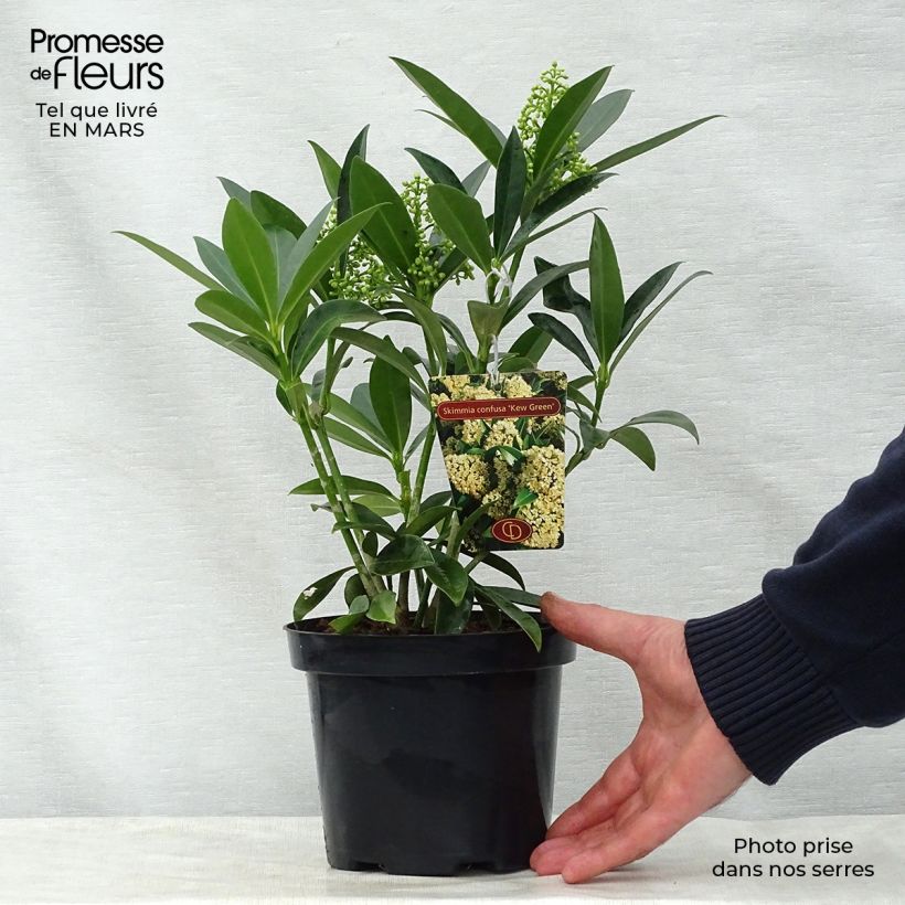Spécimen de Skimmia japonica Kew Green Pot de 2L/3L tel que livré au printemps