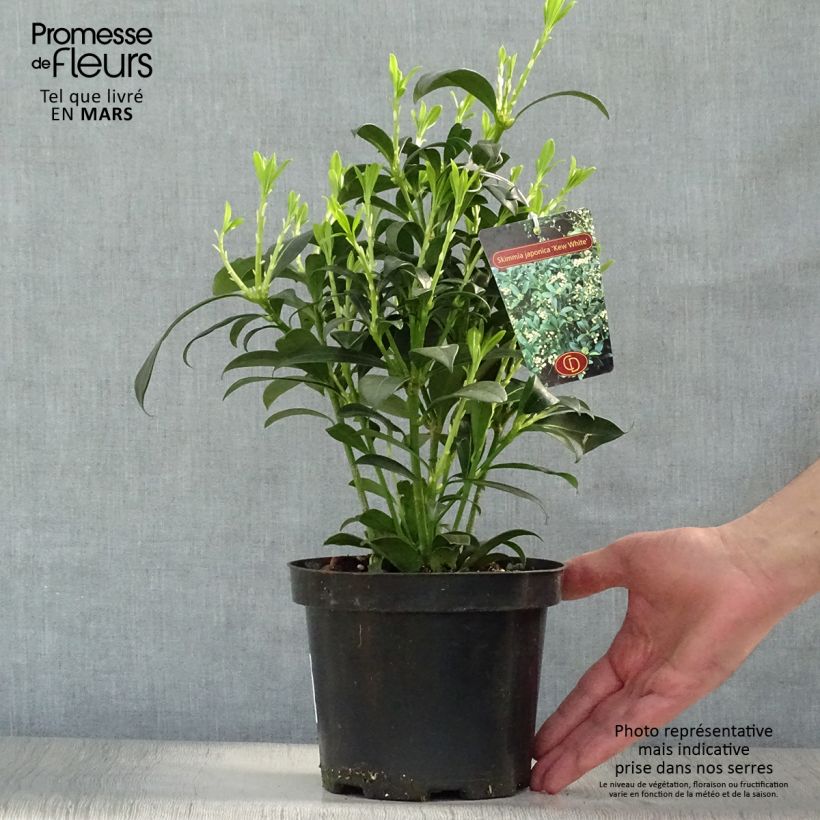 Example of Skimmia japonica Kew White Pot de 2L/3L as you get in printemps