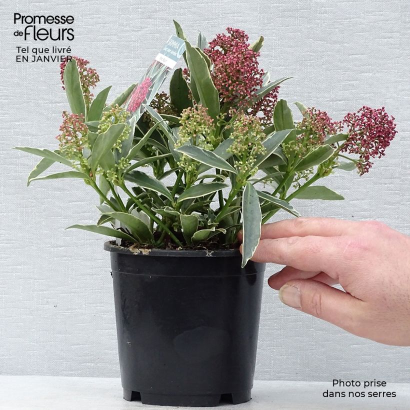 Spécimen de Skimmia japonica Magic Marlot Pot de 1L/1,5L tel que livré en hiver