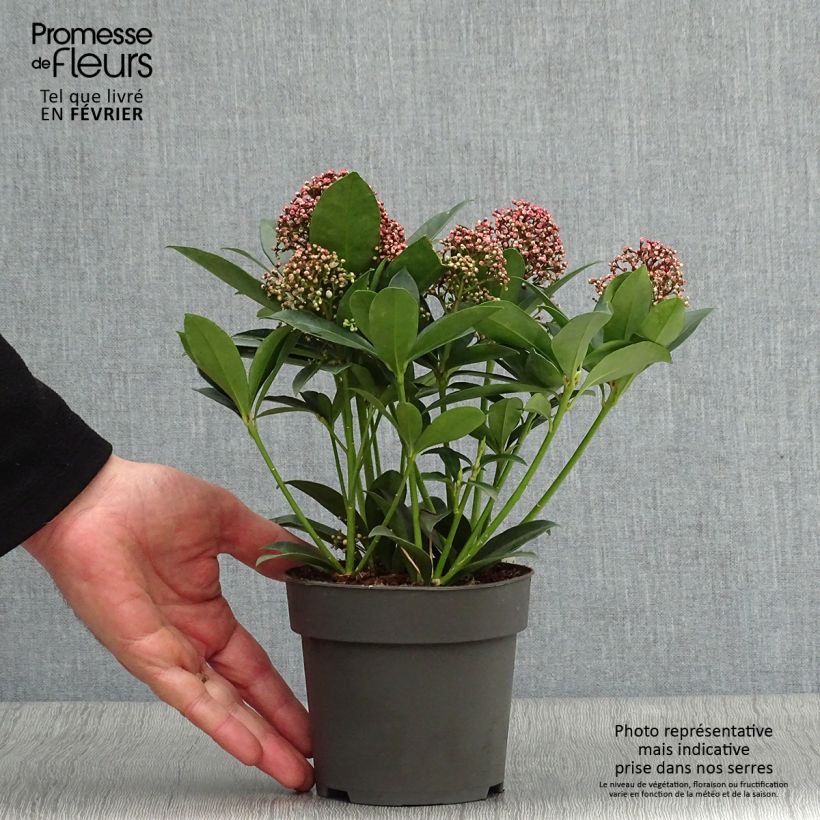 Spécimen de Skimmia japonica Pink Dwarf Pot de 1L/1,5L tel que livré en hiver