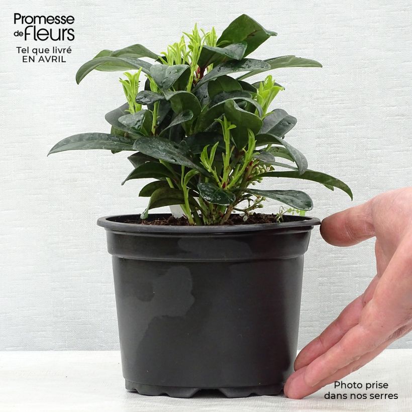 Spécimen de Skimmia japonica Rubella Pot de 12 cm / 13 cm tel que livré au printemps