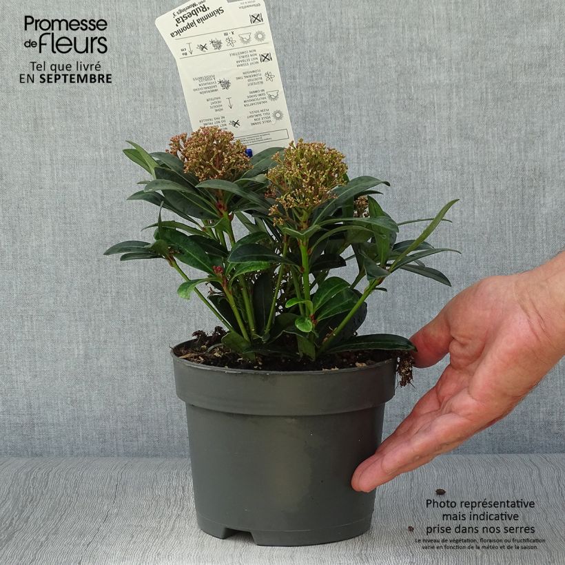 Example of Skimmia japonica Rubesta Pot de 2L/3L as you get in automne