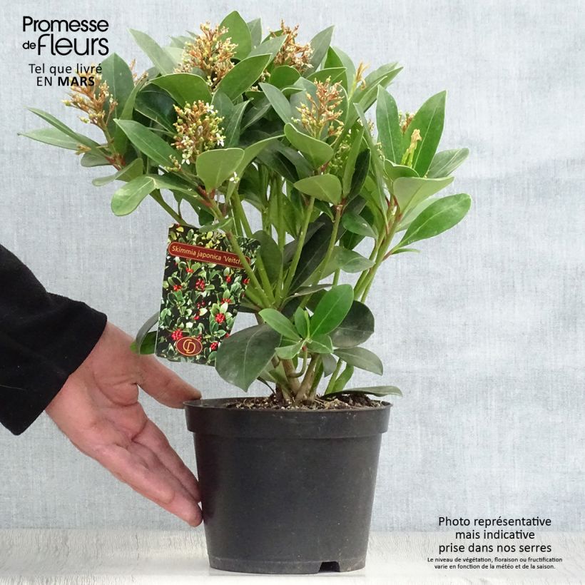 Example of Skimmia japonica Veitchii Pot de 2L/3L as you get in printemps