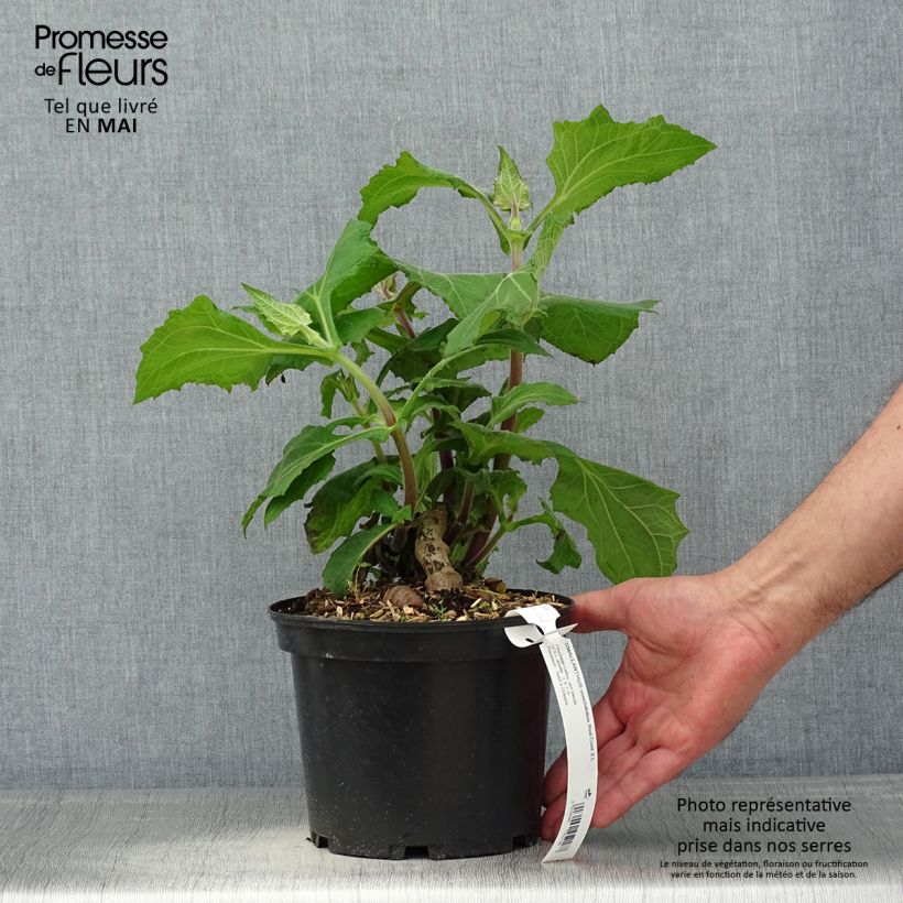 Example of Smallanthus sonchifolius Red Yacon - Poire de terre Pot de 3L/4L as you get in printemps