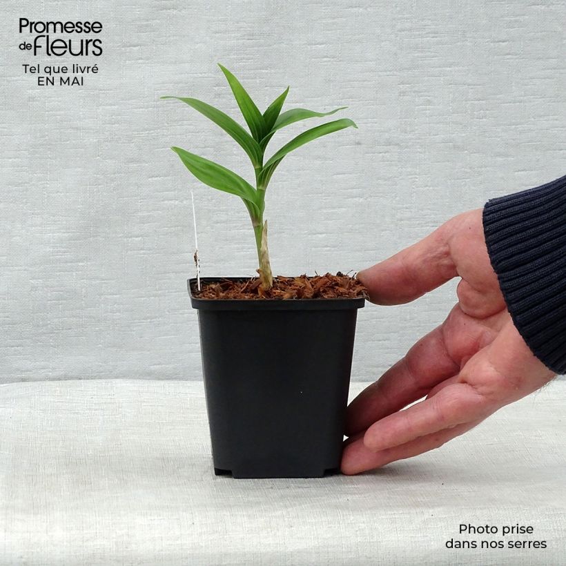 Example of Smilacina racemosa Godet de 8/9 cm as you get in printemps