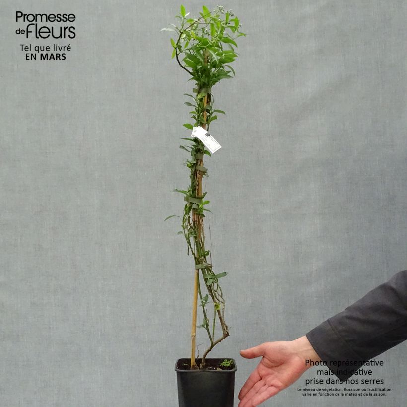 Example of Solanum crispum Glasnevin Pot de 2L/3L as you get in printemps