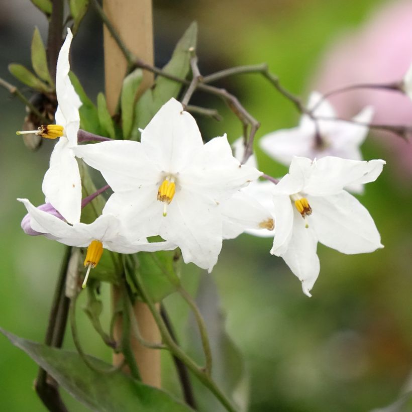 Solanum jasminoides Album (Floraison)