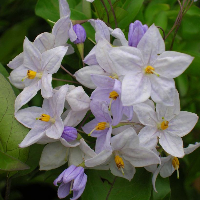Solanum jasminoides Bleu - Morelle faux-jasmin (Flowering)