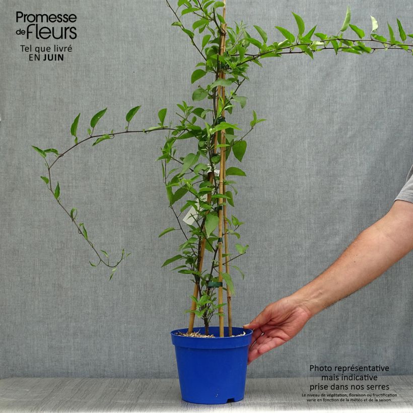 Spécimen de Solanum jasminoides Bleu - Morelle faux-jasmin Pot de 2L/3L tel que livré en été