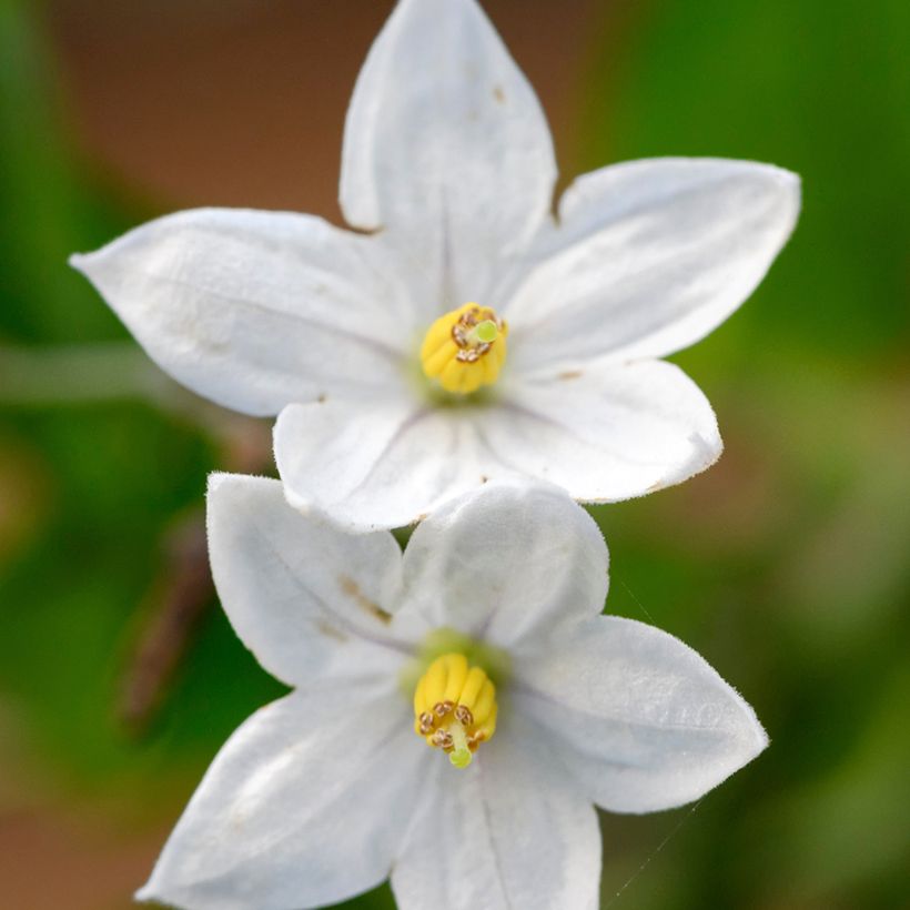 Solanum jasminoides - Morelle faux jasmin (Flowering)