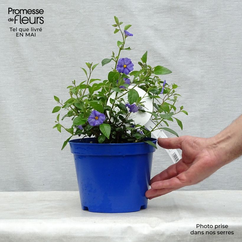 Example of Solanum rantonnetii - Gentiane en Arbre Pot de 3L/4L as you get in printemps