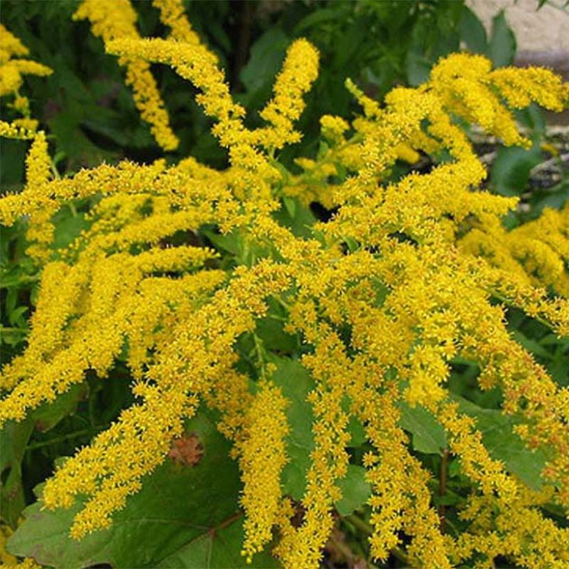 Solidago Gold King - Verge d'or (Flowering)