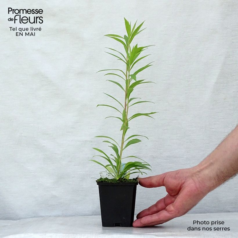 Example of Solidago Golden Mosa - Verge d'or Godet de 8/9 cm as you get in printemps