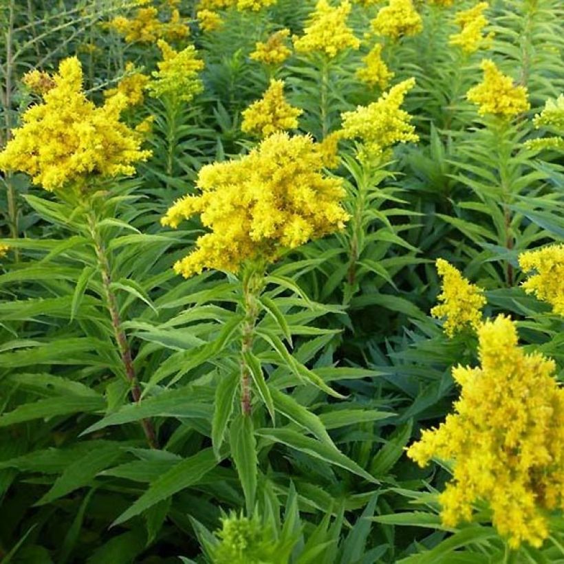 Solidago Spatgold - Verge d'or Spatgold (Plant habit)