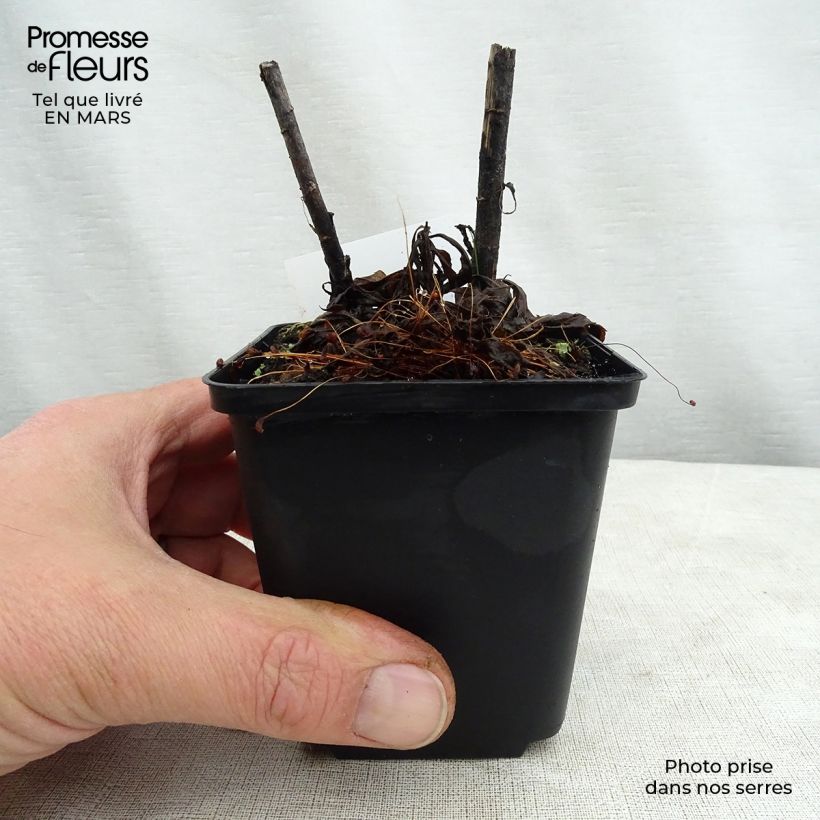 Example of Solidago Spatgold - Verge d'or Spatgold Godet de 8/9 cm as you get in printemps