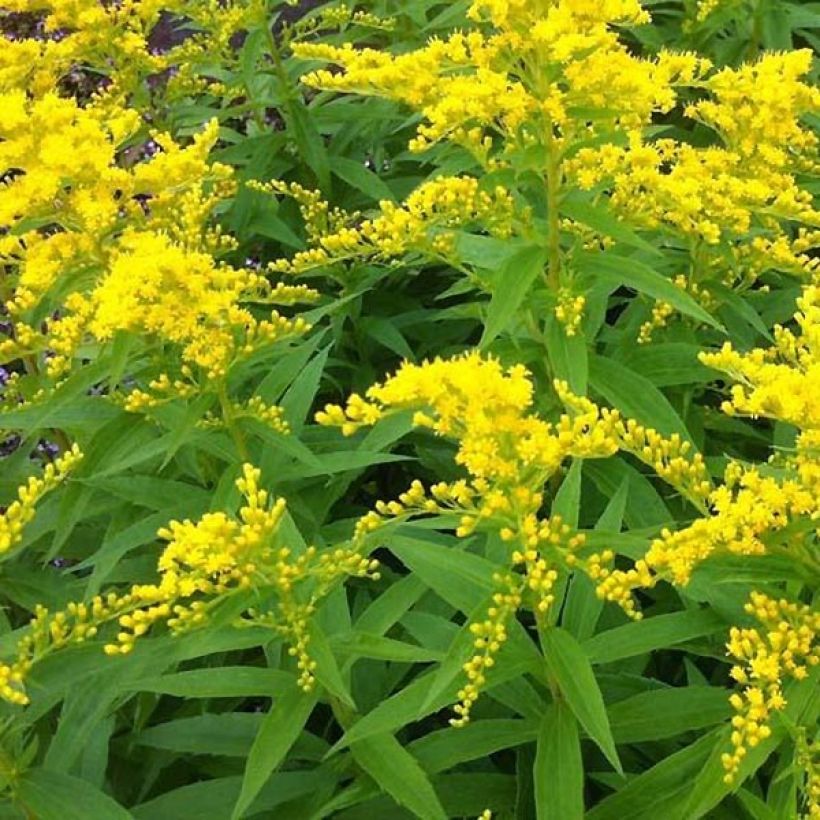 Solidago Strahlenkrone - Verge d'or Strahlenkrone (Flowering)