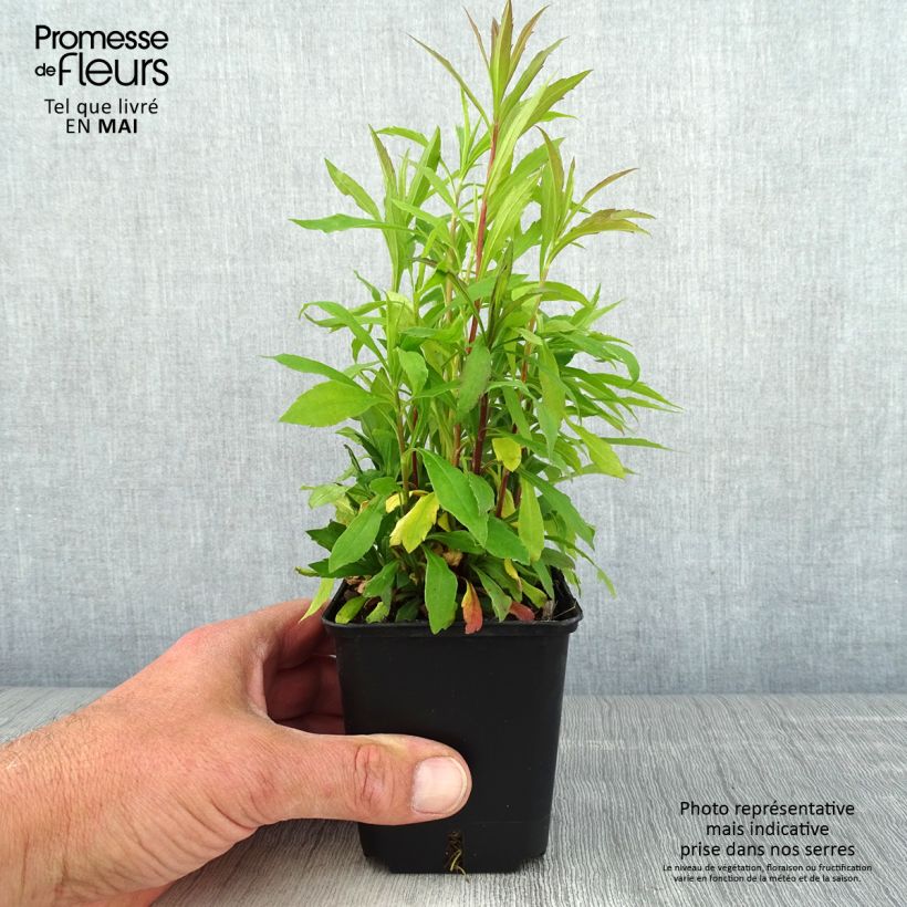 Example of Solidago canadensis Golden Baby - Verge d'or du Canada Godet de 8/9 cm as you get in printemps