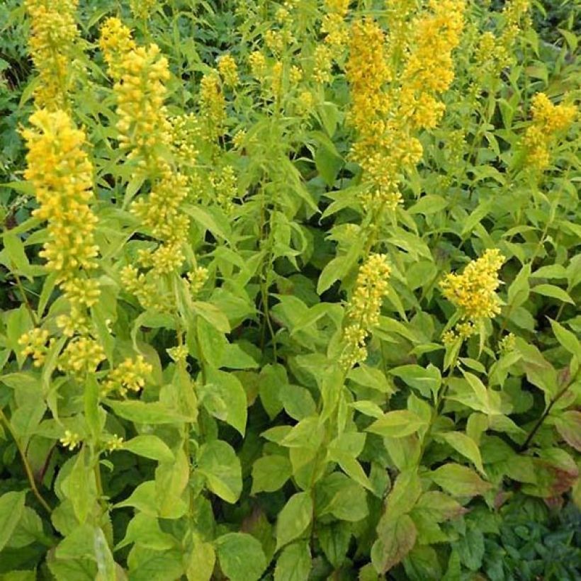 Solidago flexicaulis Variegata - Verge d'or Variegata  (Plant habit)