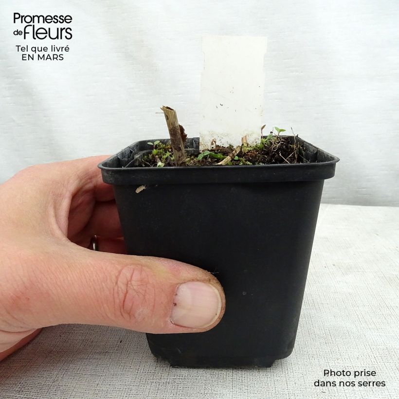 Example of Solidago flexicaulis Variegata - Verge d'or Variegata  Godet de 8/9 cm as you get in printemps