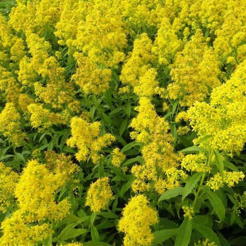Solidago hybride Ducky - Verge d'or (Flowering)