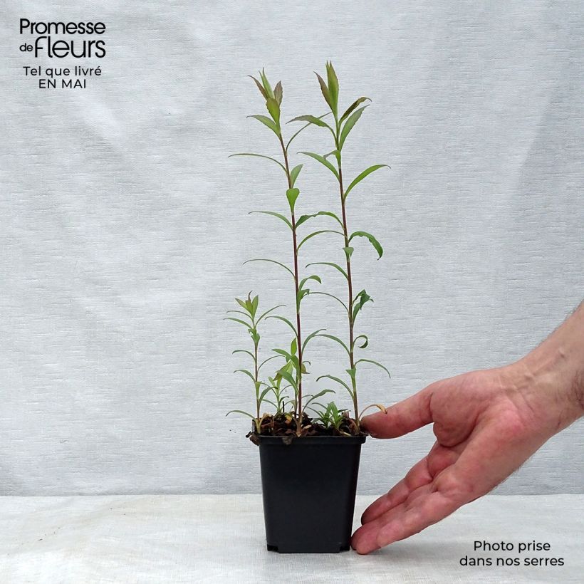 Example of Solidago rugosa Fireworks - Verge d'or Godet de 8/9 cm as you get in printemps