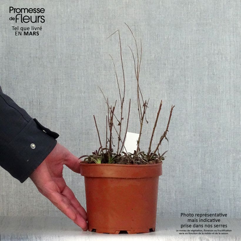 Example of Solidago rugosa Fireworks - Verge d'or Pot de 2L/3L as you get in printemps