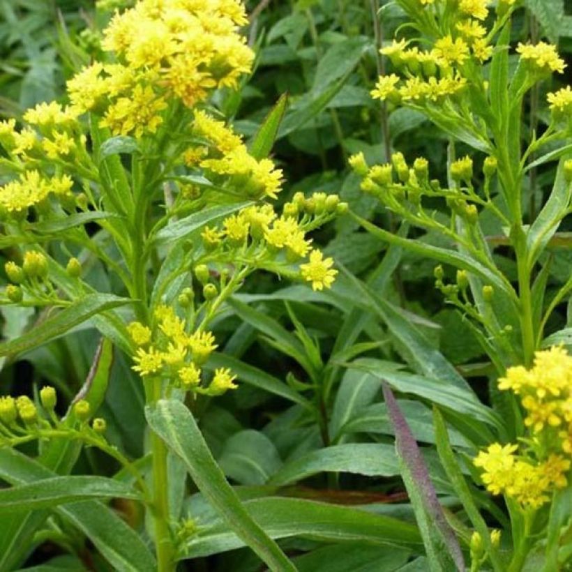 Solidago sempervirens Goldene Wellen - Verge d'or Goldene Wellen (Flowering)