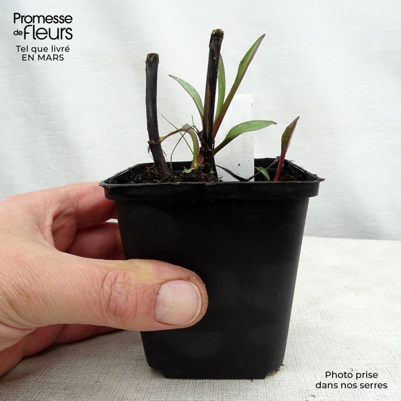 Example of Solidago sempervirens Goldene Wellen - Verge d'or Goldene Wellen Godet de 8/9 cm as you get in printemps