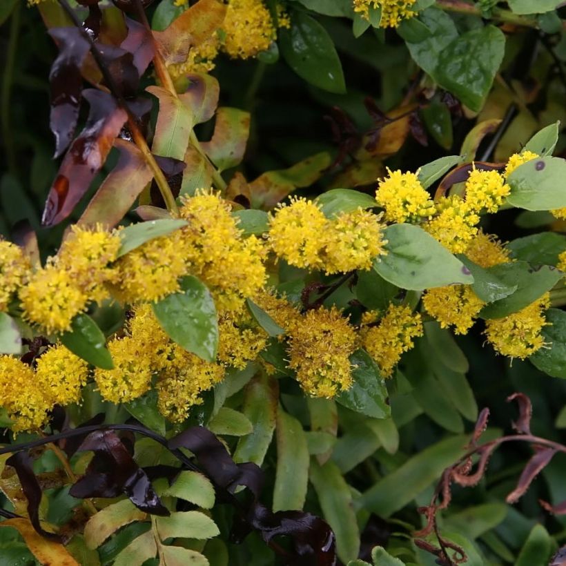 Verge d'or naine Golden Fleece - Solidago sphacelata Golden Fleece (Flowering)