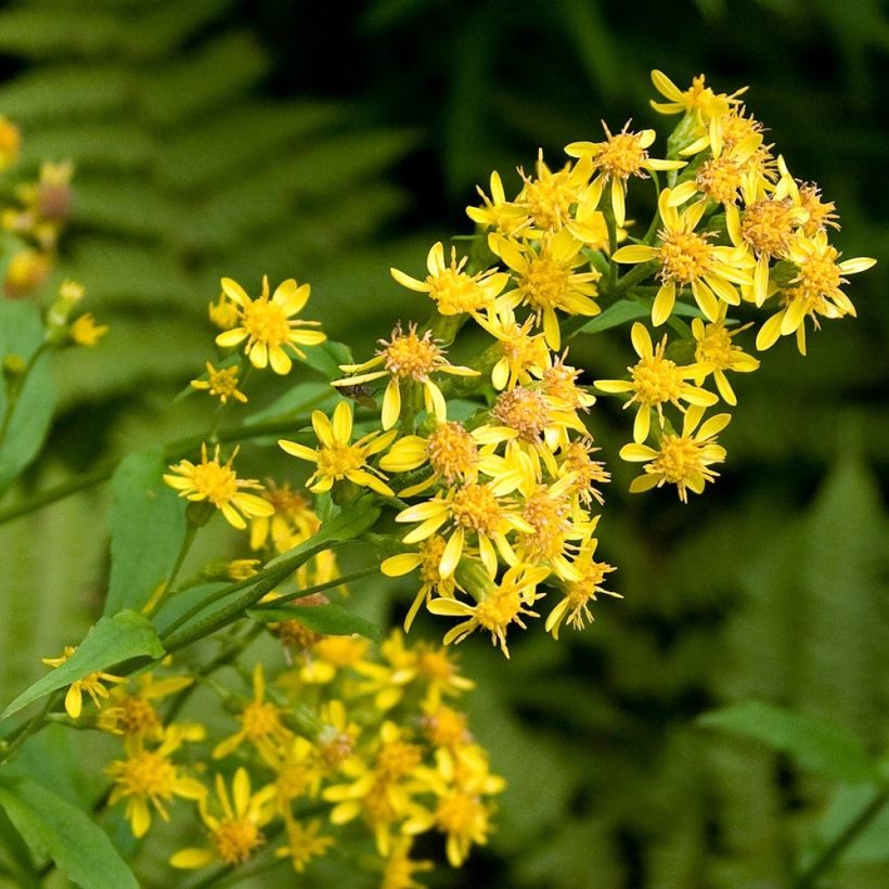 Solidago virgaurea - Baguette d'Aaron - Verge d'or (Flowering)