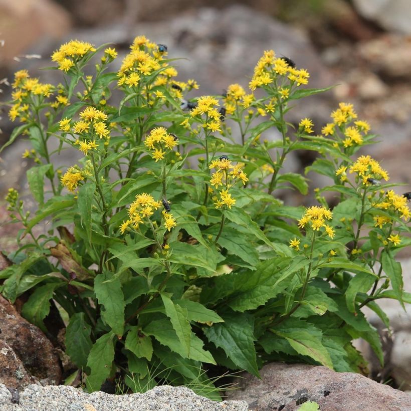 Solidago virgaurea - Baguette d'Aaron - Verge d'or (Plant habit)