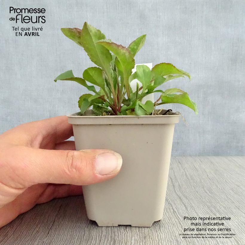 Example of Solidago virgaurea - Baguette d'Aaron - Verge d'or Godet de 8/9 cm as you get in printemps