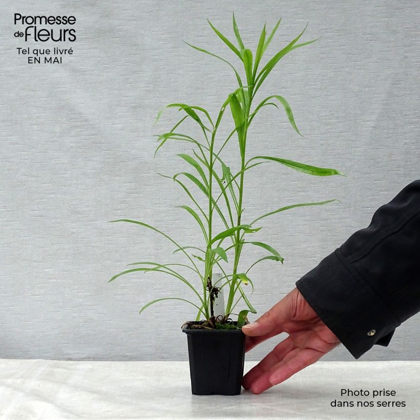 Example of Solidaster luteus Lemore Godet de 8/9 cm as you get in printemps