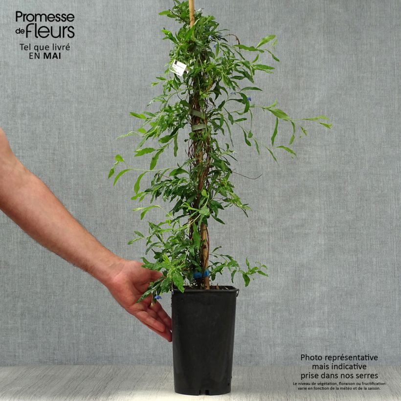 Spécimen de Sollya heterophylla Pot de 3L/4L tel que livré au printemps