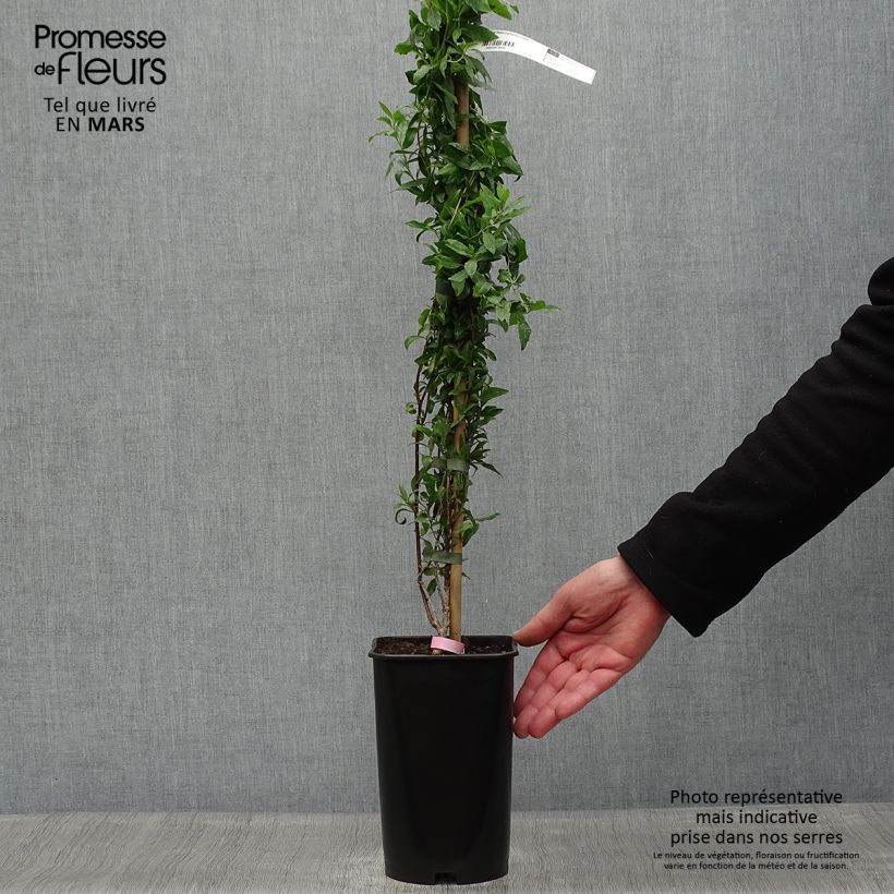 Example of Sollya heterophylla Rosea Pot de 3L/4L as you get in printemps