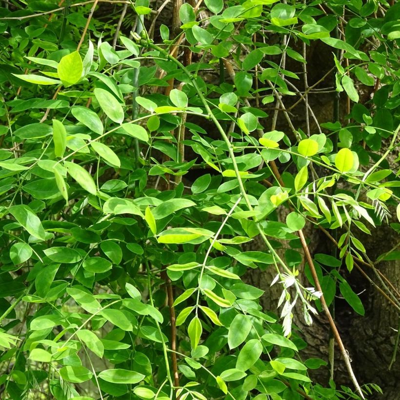 Arbre des pagodes - Sophora japonica (Foliage)