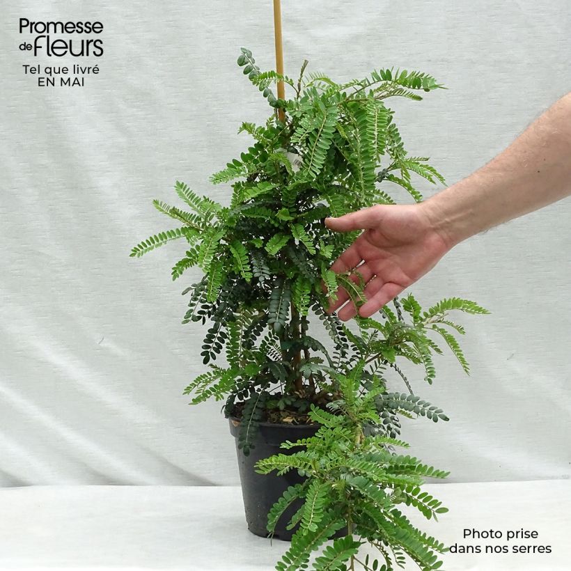 Example of Sophora microphylla Sun King Pot de 2L/3L as you get in printemps