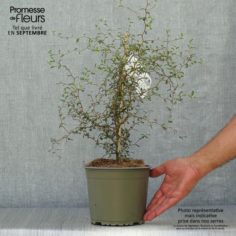 Example of Sophora nain Little Baby Pot de 1,5L/2L as you get in automne